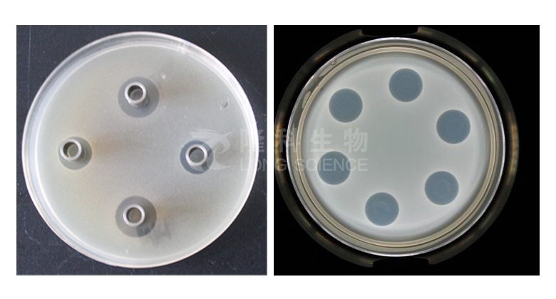 抑菌圈实验