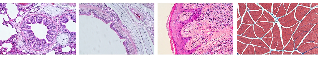 HE染色病理切片技术服务