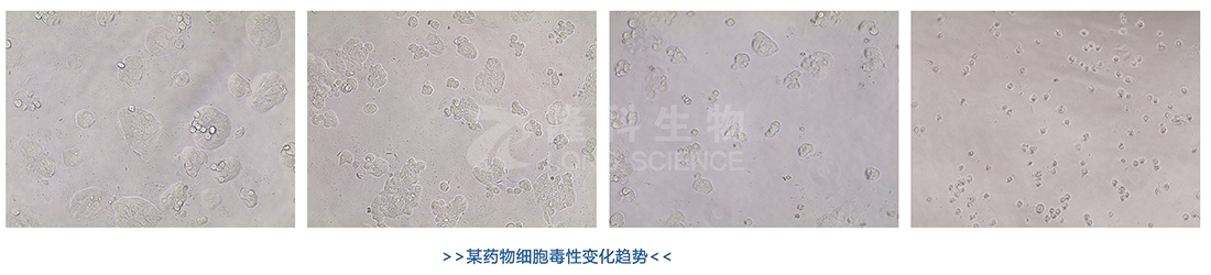 细胞毒性实验